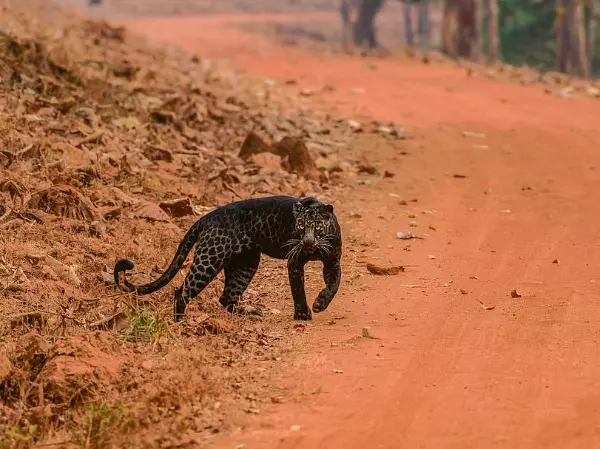 rare-black-leopard