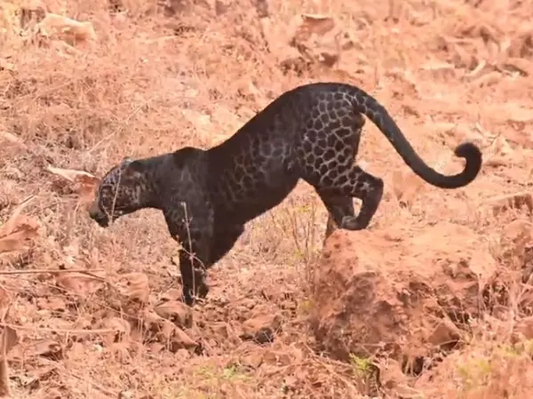 Rare & Elusive Black Leopard Spotted By Photographer In Maharashtra's  Tadoba National Park