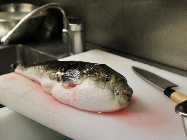 Fugu Fish most expensive food