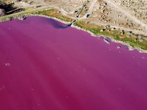 Argentina Lake Turned Bright Pink Due To Pollution