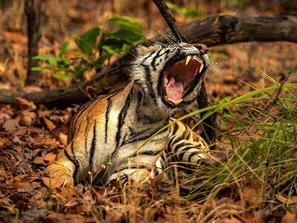 Oneindia News - On the #InternationalTigerDay, interesting