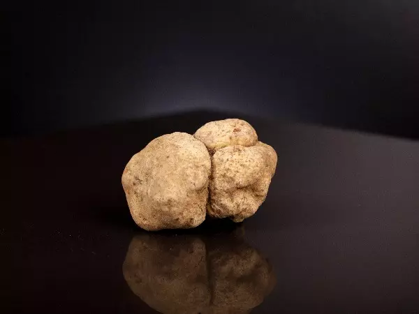 11 of the World's Most Expensive Truffles Ever