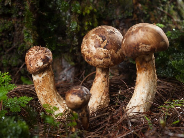 Matsutake Mushrooms most expensive food