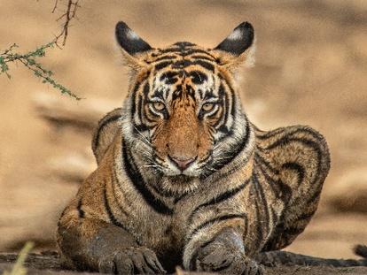 Busch Gardens Celebrates International Tiger Day - Animal Fact Guide