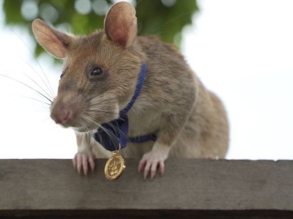 Meet Magawa A ‘Hero Rat’ Who Saved The Life Of Millions, Now Retired ...