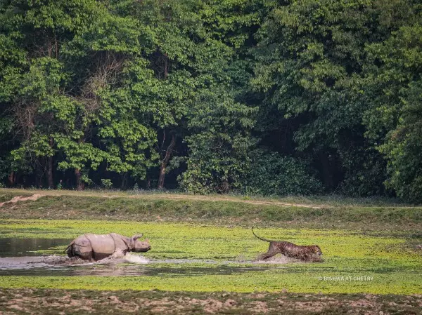 A female rhino chasing a Royal Bengal Tiger at Kaziranga National Park in Assam.