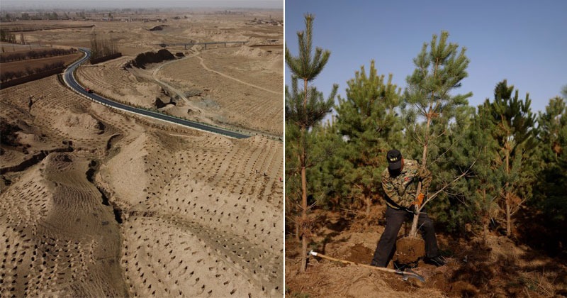 How Chinese Farmers Are Turning Gobi Desert Green