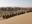  reforest Gobi Desert