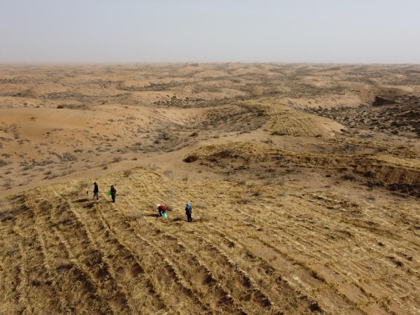 How Chinese Farmers Are Turning Gobi Desert Green