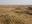 reforest Gobi Desert