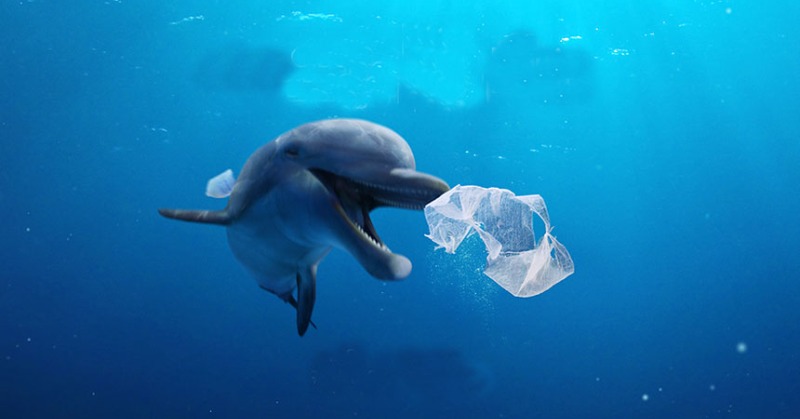 Let Your Oceans Breathe: On World Oceans Day, Here's What You Can Do To ...