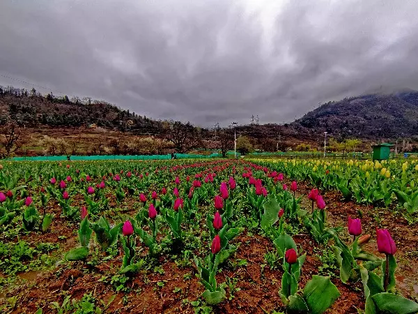 kashmir-tulip-garden