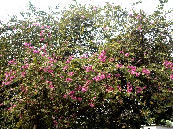 Pretty In Pink: How Spring Bloom Has Turned India Into A Paradise