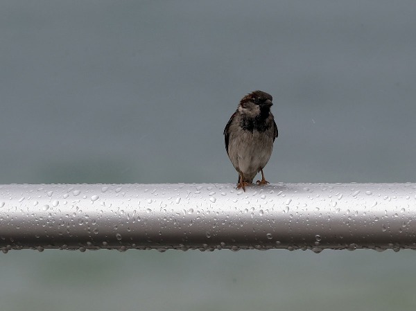 World Sparrow Day: Where Have The Birds Gone?