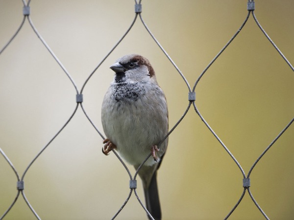 World Sparrow Day: Where Have The Birds Gone?