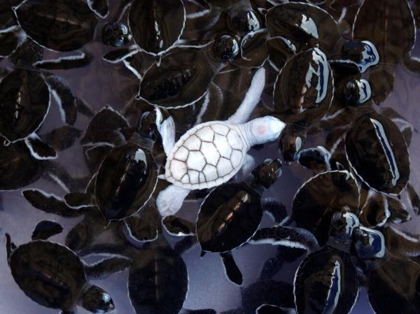 Albino Turtle