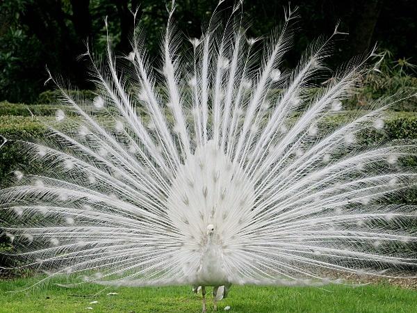 Albino Peacock