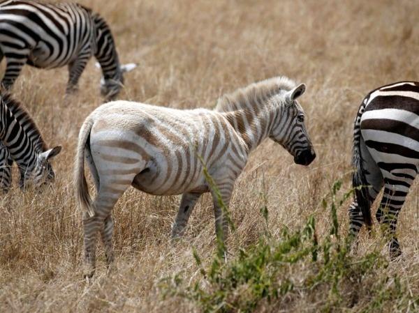 Albino Zebra