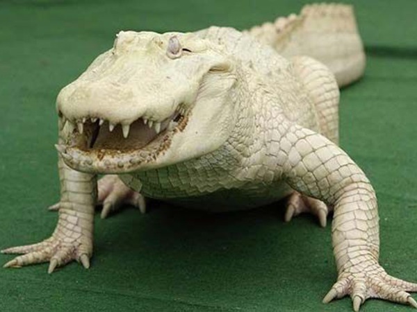 Albino Crocodile