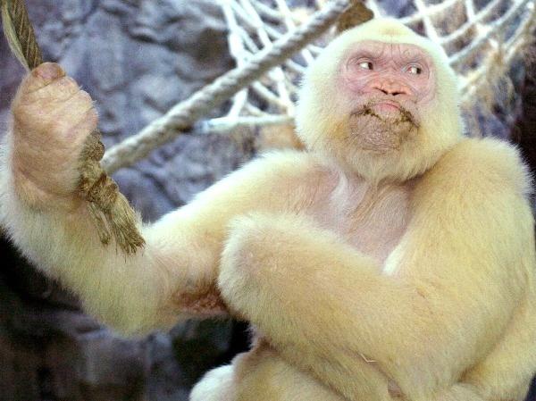 Albino Gorilla