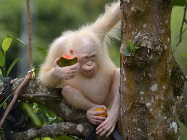 Albino Orangutan