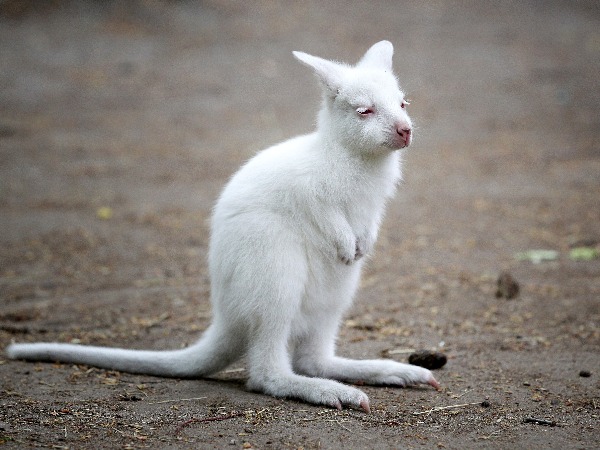 15 Rare Albino Animals That Nature Forgot To Colour