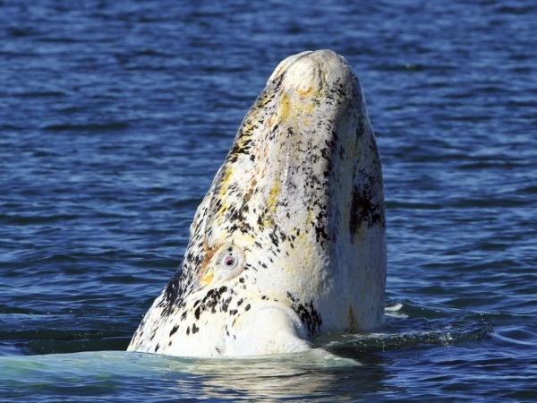 Albino Whale