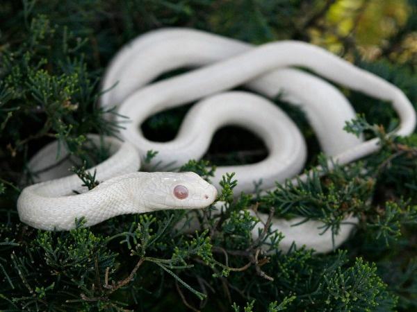 15 Rare Albino Animals That Nature Forgot To Colour 15 Rare Albino Animals That Nature Forgot To Colour