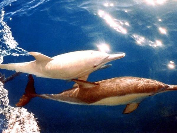 Albino Dolphin