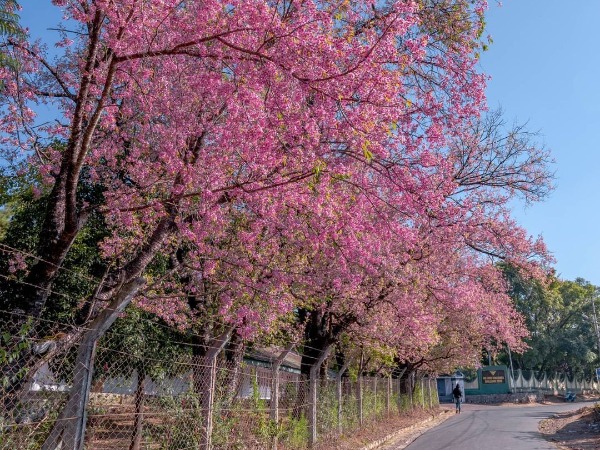 Cherry Blossoms In Full Bloom In Shillong