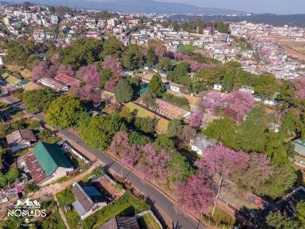 Shillong Cherry Blossom Festival 2021 | Twitter/@SangmaConrad