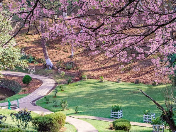 Cherry Blossoms In Full Bloom In Shillong