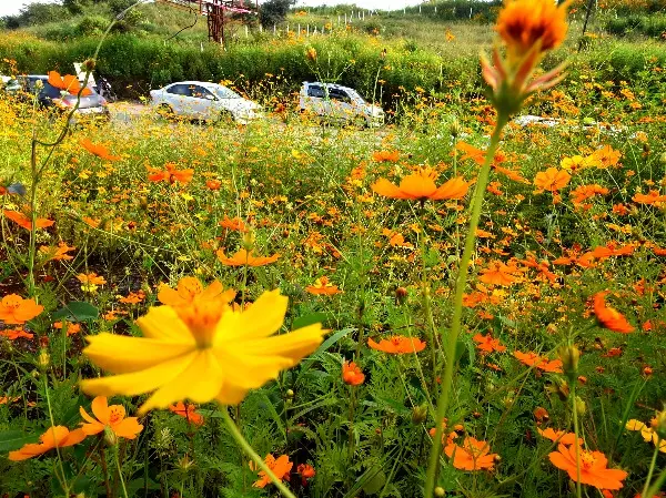 Yellow Cosmos Flowers Have Bloomed In Pune