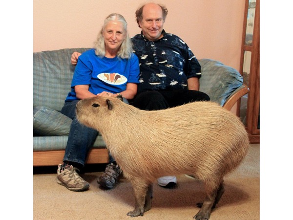 How much is capybara worth in pet sim x