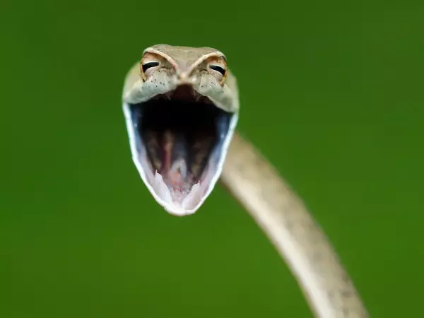 Laughing snake by Aditya Kshirsagar, India
