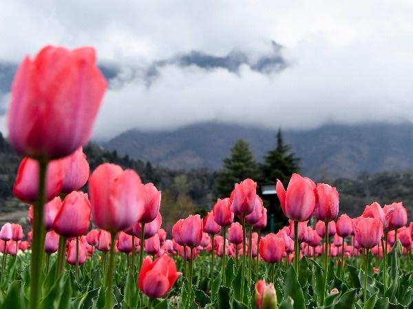 Asia's Largest Tulip Garden In Srinagar