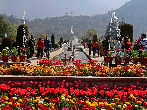 Inside Asia S Largest Tulip Garden In Srinagar