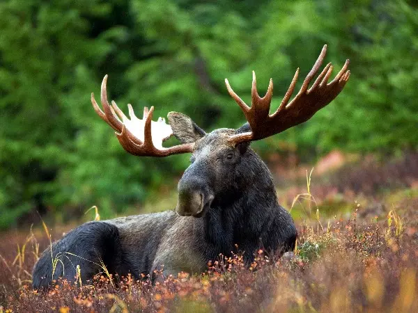 Moose, bizarre pets