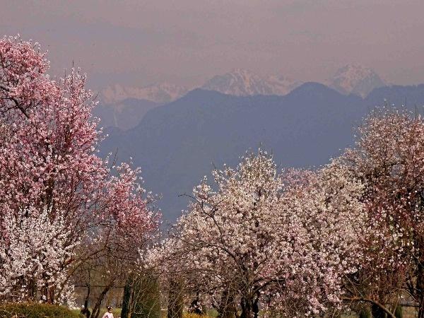 Almond flowers in full bloom in Kashmir | BCCL