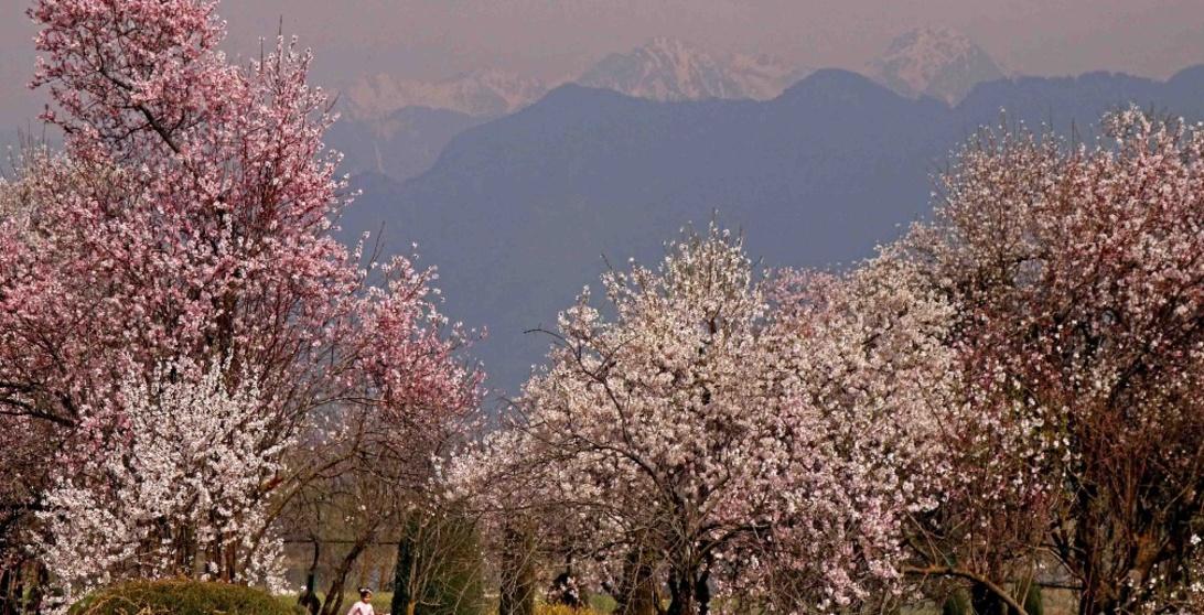 Almond flowers in full bloom in Kashmir | BCCL