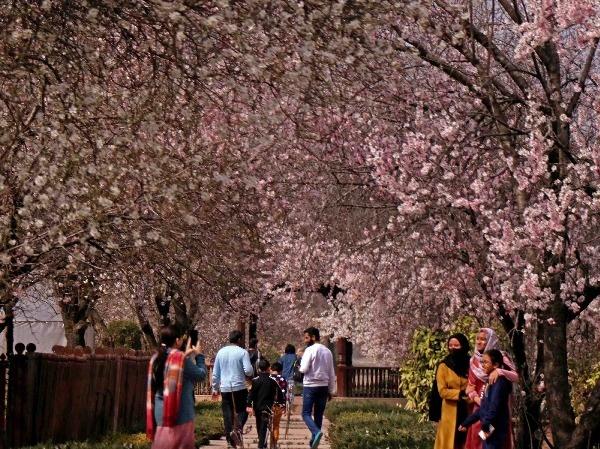 Almond flowers in full bloom in Kashmir | BCCL