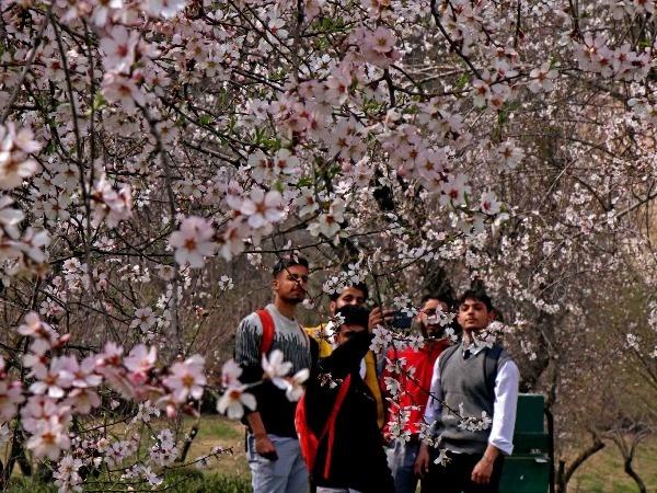 Almond flowers in full bloom in Kashmir | BCCL