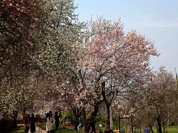 Almond flowers in full bloom in Kashmir