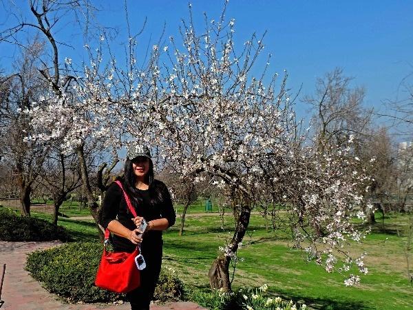 Almond flowers in full bloom in Kashmir | BCCL