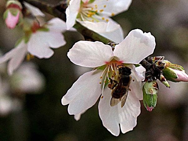 Almond flowers in full bloom in Kashmir | BCCL