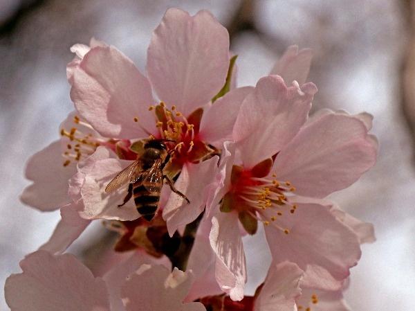 Almond flowers in full bloom in Kashmir | BCCL