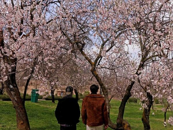 Almond flowers in full bloom in Kashmir | BCCL