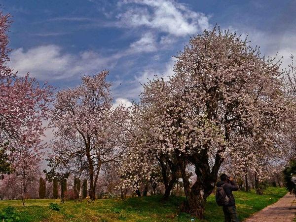 Almond flowers in full bloom in Kashmir | BCCL