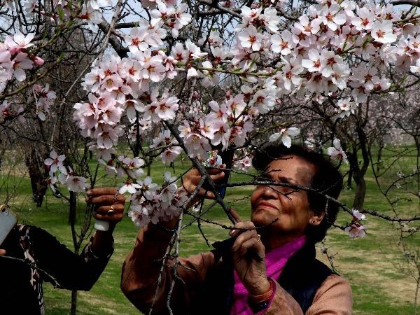 Almond flowers in full bloom in Kashmir | BCCL