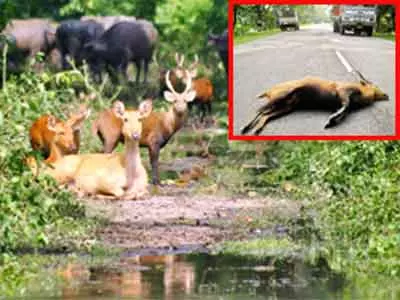 Floods ravage Kaziranga National Park, 600 animals killed